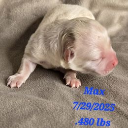 Max - Cream male Havanese puppy in Trinity, Alabama from Tooties Cuties Havanese