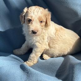 Almond - Caramel cream male Labradoodle puppy in Somerset, California from Annie’s Animals