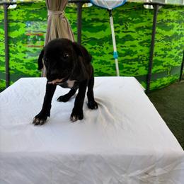 Boy 6 - Black male Cane Corso puppy in Perris, California from P1 Family Canines