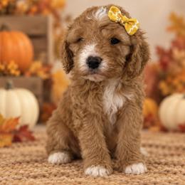 Maisie - Apricot female Cavapoo puppy in Theodore, Alabama from Horton & Co. Cavapoos
