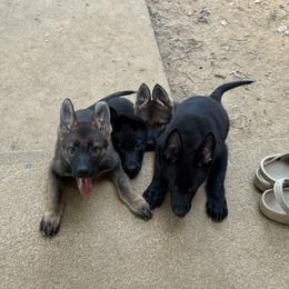 Dutch Shepherd Puppies from Oak Creek K9