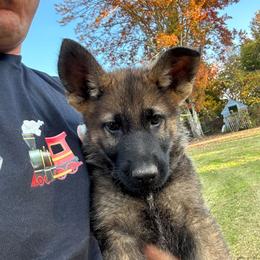 Boy 2 - Sable male German Shepherd puppy in Gainesville, Georgia from Vom Haus Schair-Finest Working line German Shepherd Puppies