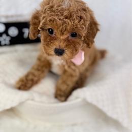 Quack-Quack PRICE DROP - Red  female Poodle puppy in Florida from Adorable Toy-Miniature Poodles