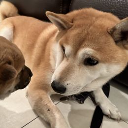 Shiba Inu Puppies from Obi’s Pups