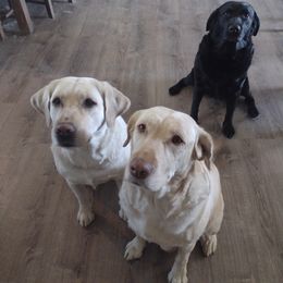 Labrador Retriever All Grown Up from Ball Family Labradors