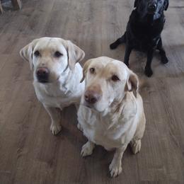 Labrador Retriever All Grown Up from Ball Family Labradors