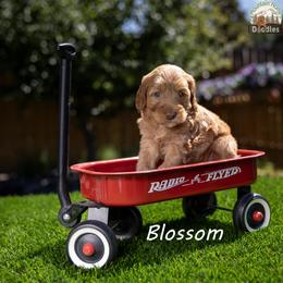 Blossom - Apricot female Australian Labradoodle puppy in Cashmere, Washington from Mountain Home Doodles