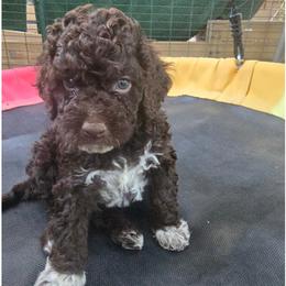 Boy 5 - Brown male Lagotto Romagnolo puppy in Salida, California from Harper's Lagotti