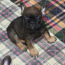 Belle Star - Fawn female French Bulldog puppy in Ardmore, Oklahoma from Big Ox Bulldogs