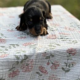 Moonshine - Dapple male Dachshund puppy in Temecula, California from Naomi Magee's Dachshund Kennel