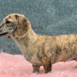 Maggie - Dachshund