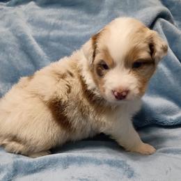 Boy 6 - male Australian Shepherd puppy in Sparta, Tennessee from SugarWood Australian Shepherds