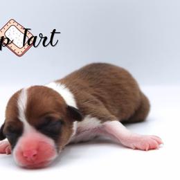 Pop Tart - Sable female Pembroke Welsh Corgi puppy in Star City, Arkansas from Say When Corgi Co.