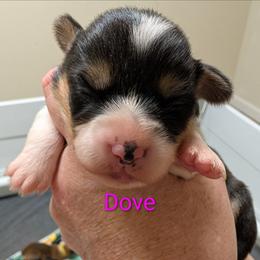Dove - Black and tan female Pembroke Welsh Corgi puppy in Berkeley Springs, West Virginia from Hummingbird Farm