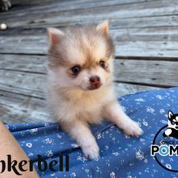 Tinkerbell - Red and white female Pomsky puppy in Eastman, Georgia from Once Upon A Pomsky