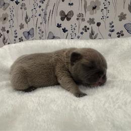 Star - Blue fawn female French Bulldog puppy in Riverview, Florida from The Frenchie Lady Co.
