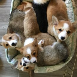Pembroke Welsh Corgi Puppies from Wiggle B Ranch Corgis