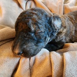 Max - Sable Aussiedoodle puppy in Vernal, Utah from Adorable Aussiedoodles
