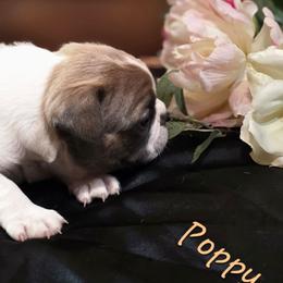 Poppy - Blue female Boston Terrier puppy in Kingsport, Tennessee from Irish Heart Bostons