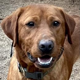 Diesel - Labrador Retriever
