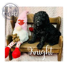 Knight - Black male Bernedoodle puppy in Belleville, Michigan from Moose Tracks Bernedoodles