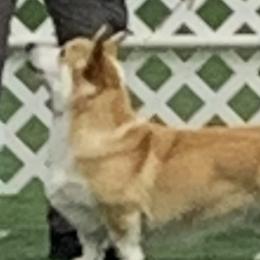Professor - Pembroke Welsh Corgi