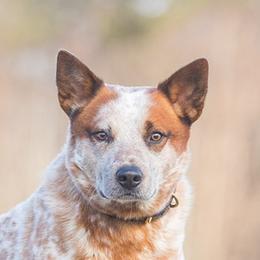Kuper - Australian Cattle Dog
