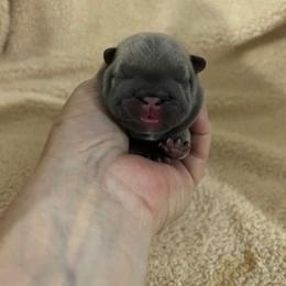 Finn - Blue male French Bulldog puppy in Denison, Texas from Lovemyfrenchies – Stoddard Frenchbulldog's