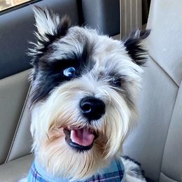Carson - Miniature Schnauzer