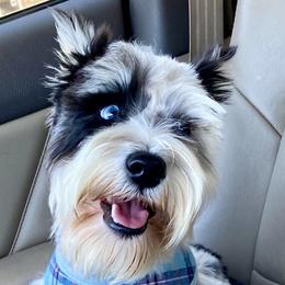Carson - Miniature Schnauzer