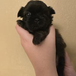 Girl 3 - Brindle female Shih Tzu puppy in Norris City, Illinois from Dainty and Darling Shih Tzu