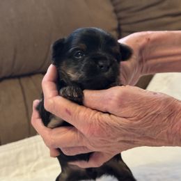 Puppy 1 - Black and tan male Yorkshire Terrier puppy in Elizabeth, Indiana from Dwayne’s Yorkshire Terriers