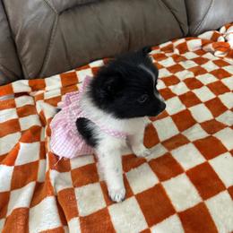 Pomeranian Puppies from Bella's Babies