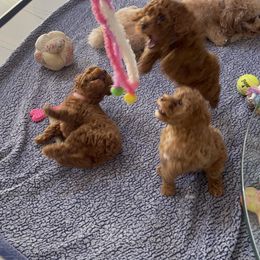 Poodle Puppies from Red toy poodles