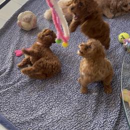 Poodle Puppies from Red toy poodles