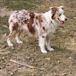 Lily - Australian Shepherd