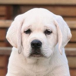 Labrador Retriever Puppies from Kamrose Labradors