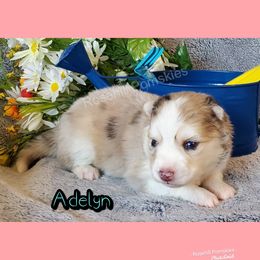Girl 5 - Pomsky puppy in Springfield, Illinois from Rosehill Pomskies