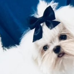 BOM BOM - Maltese