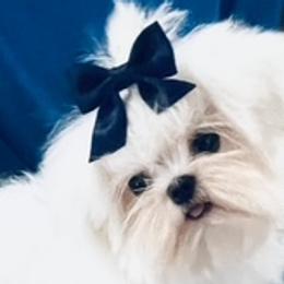 BOM BOM - Maltese