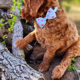 Goldendoodle Puppies from Central Texas Poodles and Doods
