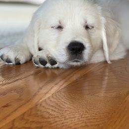 Golden Retrievers from Olympus Golden Retrievers