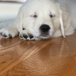 Golden Retrievers from Olympus Golden Retrievers