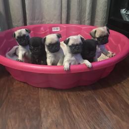Bulldog, French Bulldog, and Pug Puppies from Royal destiny kennels