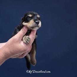 Viktor - Black and cream male Dachshund puppy in Oklahoma City, Oklahoma from OkieDoxieland Dachshunds