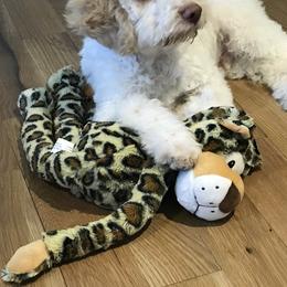 Lagotto Romagnolo Puppies from Fino Lagotto
