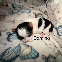 Domino - Parti male Yorkshire Terrier puppy in Clarksburg, Indiana from Hidden Gems Parti Yorkies