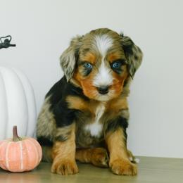 Wallen - male Australian Mountain Doodle puppy in Spanish Fork, Utah from K Brand Doodles