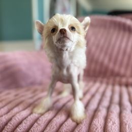 Alice - Palomino female Chinese Crested puppy in Aberdeen, Idaho from Willow Creek Cresteds