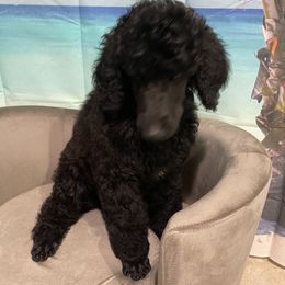 Poodle Puppies from Abbott Standard Poodles